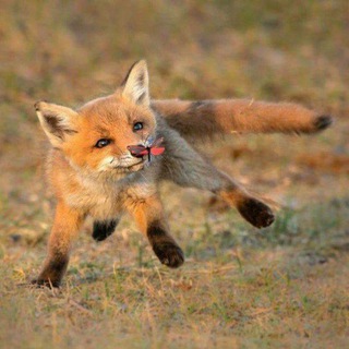 Канал лиски|лисички🦊 (@foxchannell)